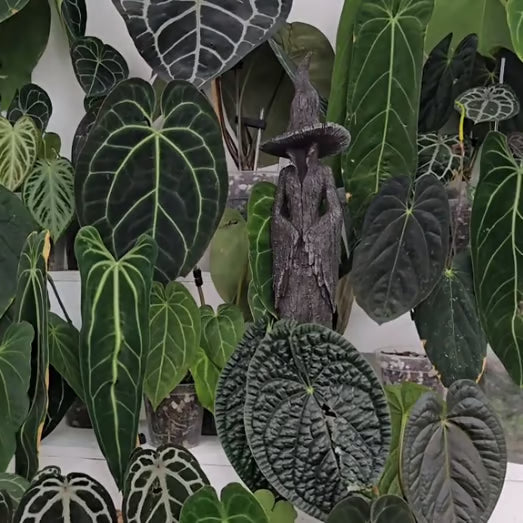 🧙‍♀️Ditt Hjemmets voktere | Den fortryllende heksestatuen